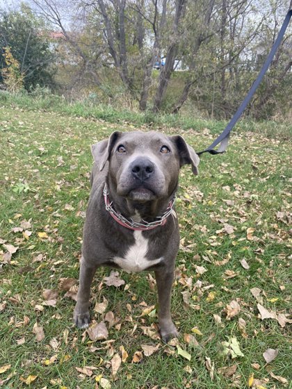 Petunia, an adoptable Pit Bull Terrier, Mixed Breed in Fergus Falls, MN, 56537 | Photo Image 1