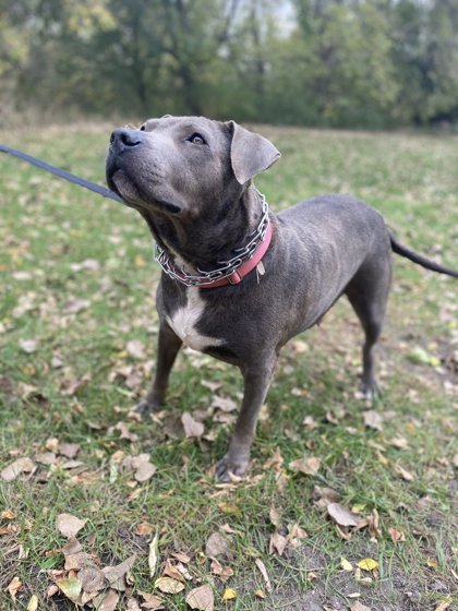 Petunia, an adoptable Pit Bull Terrier, Mixed Breed in Fergus Falls, MN, 56537 | Photo Image 2
