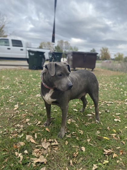 Petunia, an adoptable Pit Bull Terrier, Mixed Breed in Fergus Falls, MN, 56537 | Photo Image 3