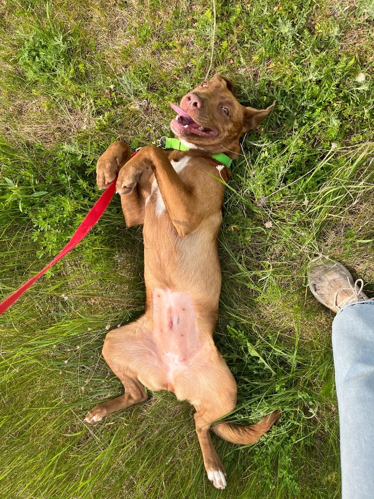 Olivia, an adoptable Mixed Breed in Crandon, WI, 54520 | Photo Image 1