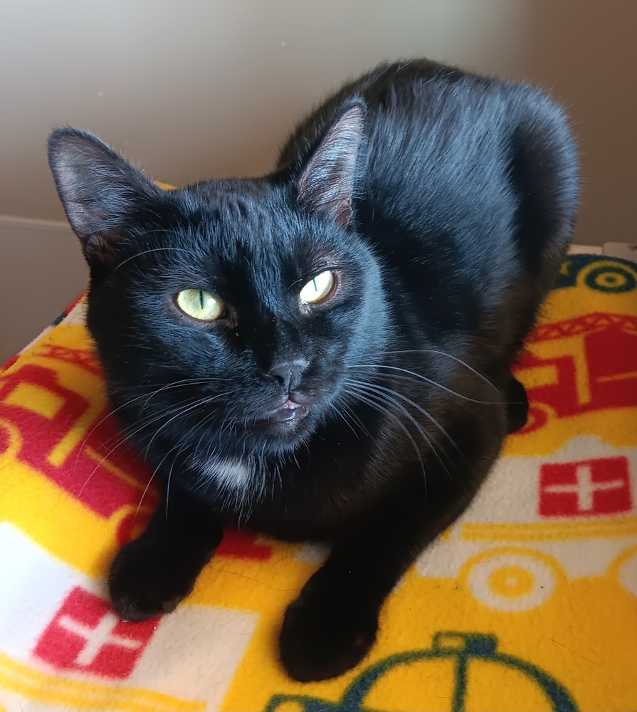 Manuel, an adoptable Domestic Short Hair in Challis, ID, 83226 | Photo Image 1