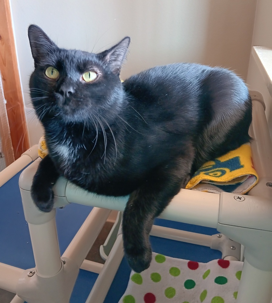 Manuel, an adoptable Domestic Short Hair in Challis, ID, 83226 | Photo Image 2