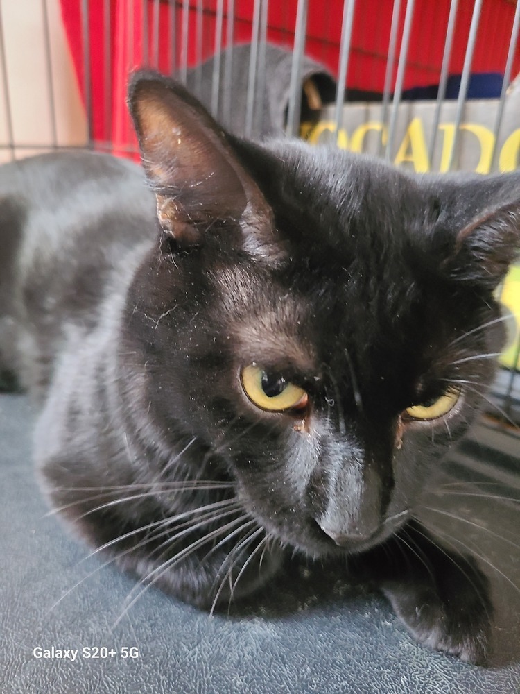 Manuel, an adoptable Domestic Short Hair in Challis, ID, 83226 | Photo Image 3