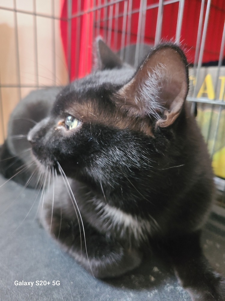 Manuel, an adoptable Domestic Short Hair in Challis, ID, 83226 | Photo Image 4