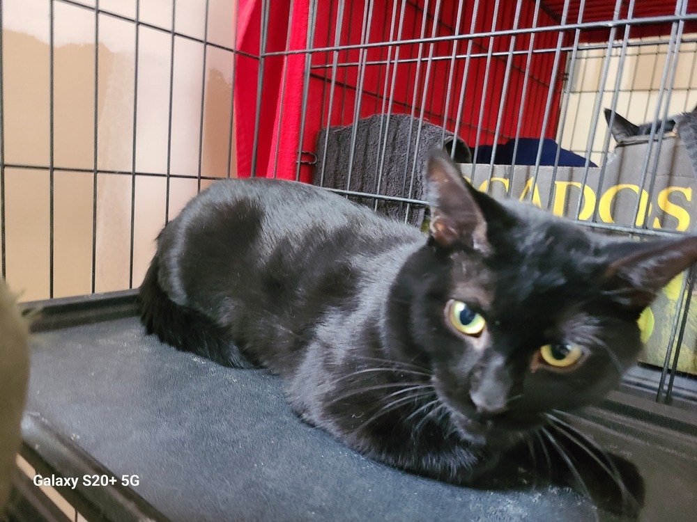 Manuel, an adoptable Domestic Short Hair in Challis, ID, 83226 | Photo Image 5