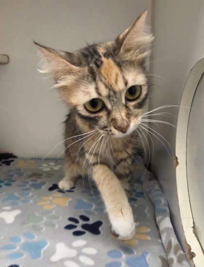 Goldie (adopted)