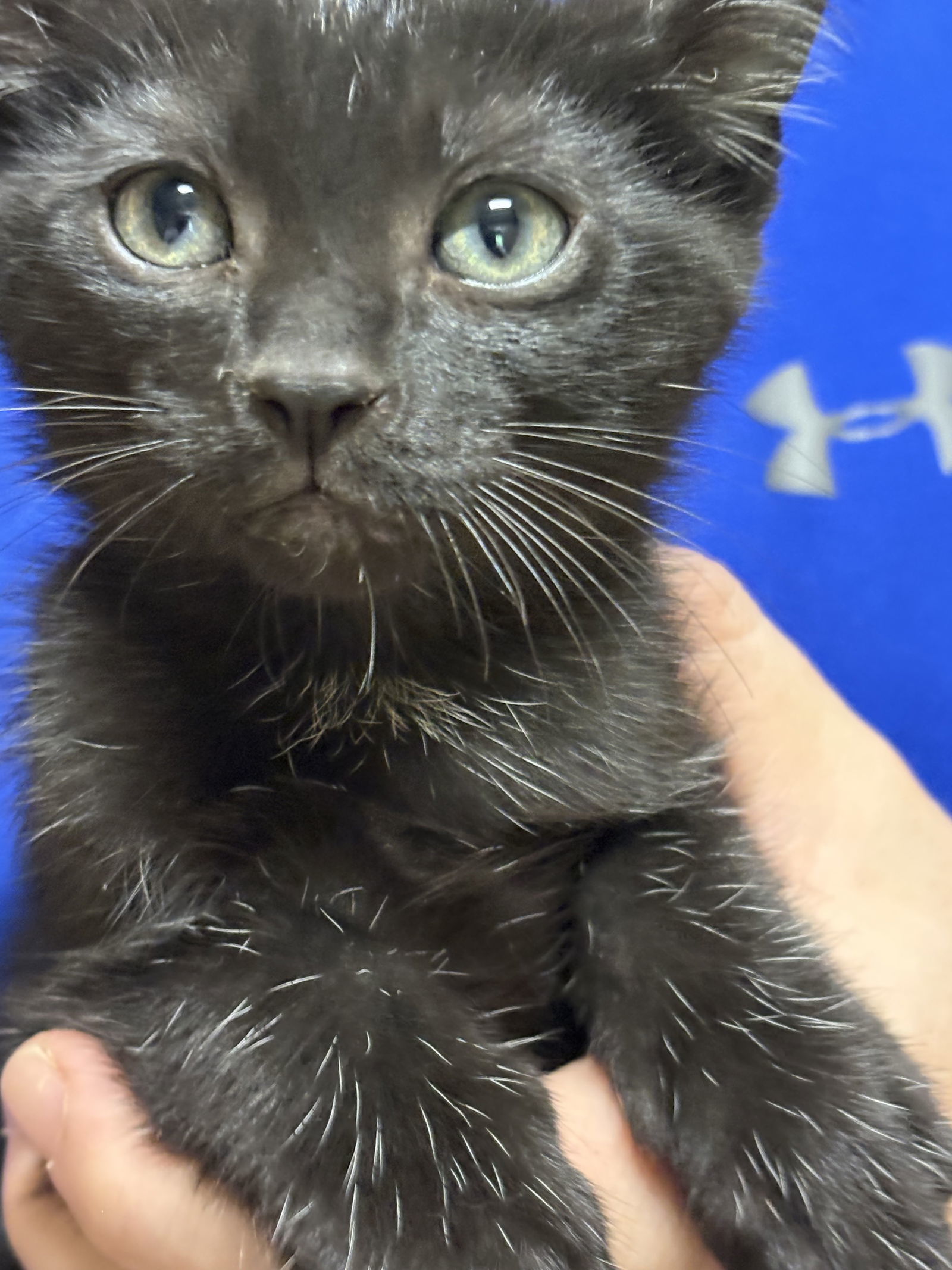 Ravonna, an adoptable Domestic Short Hair in Oxford, MS, 38655 | Photo Image 1