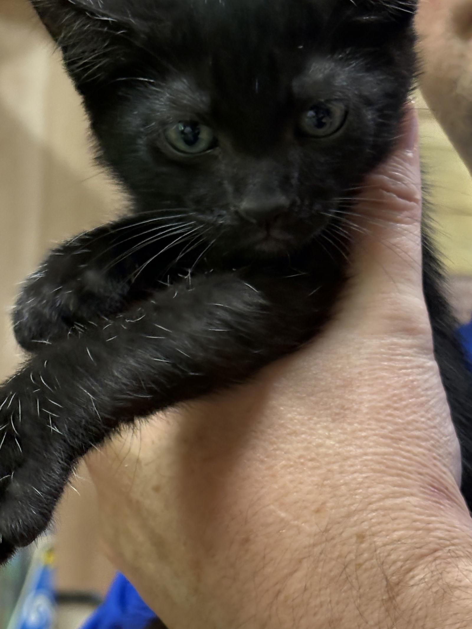 Nillson, an adoptable Domestic Short Hair in Oxford, MS, 38655 | Photo Image 1