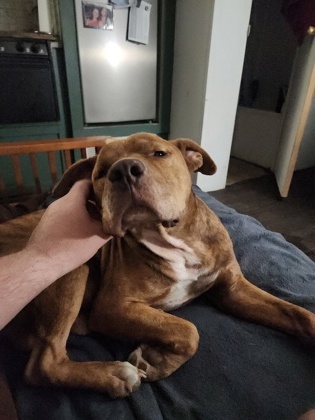 Bruno