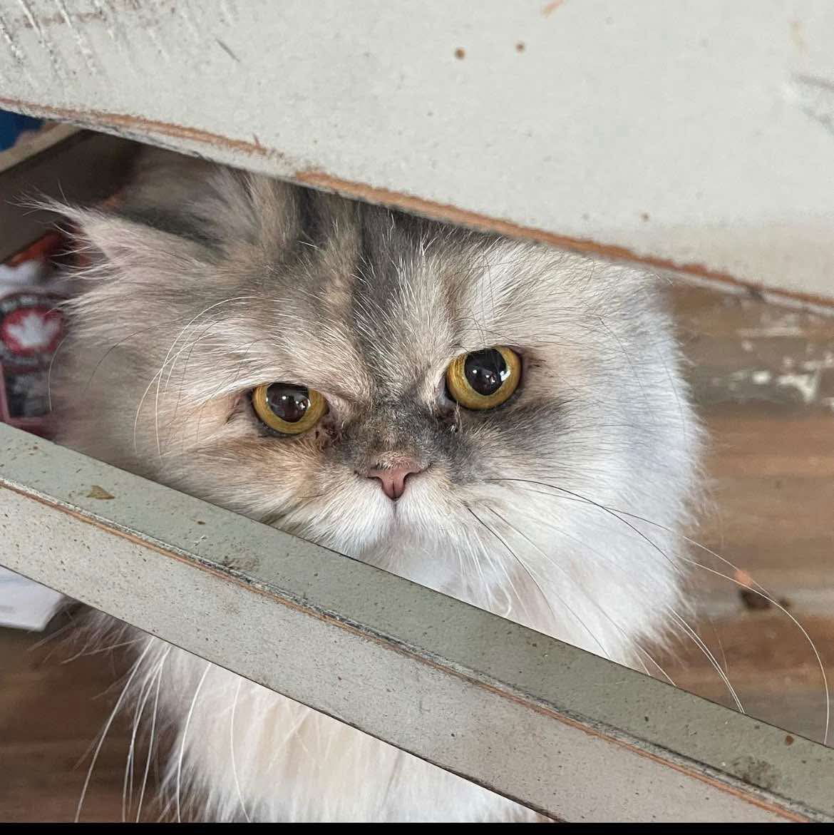 BONDED PAIR: Nacho and Willow, an adoptable Persian in Marco Island, FL, 34145 | Photo Image 2