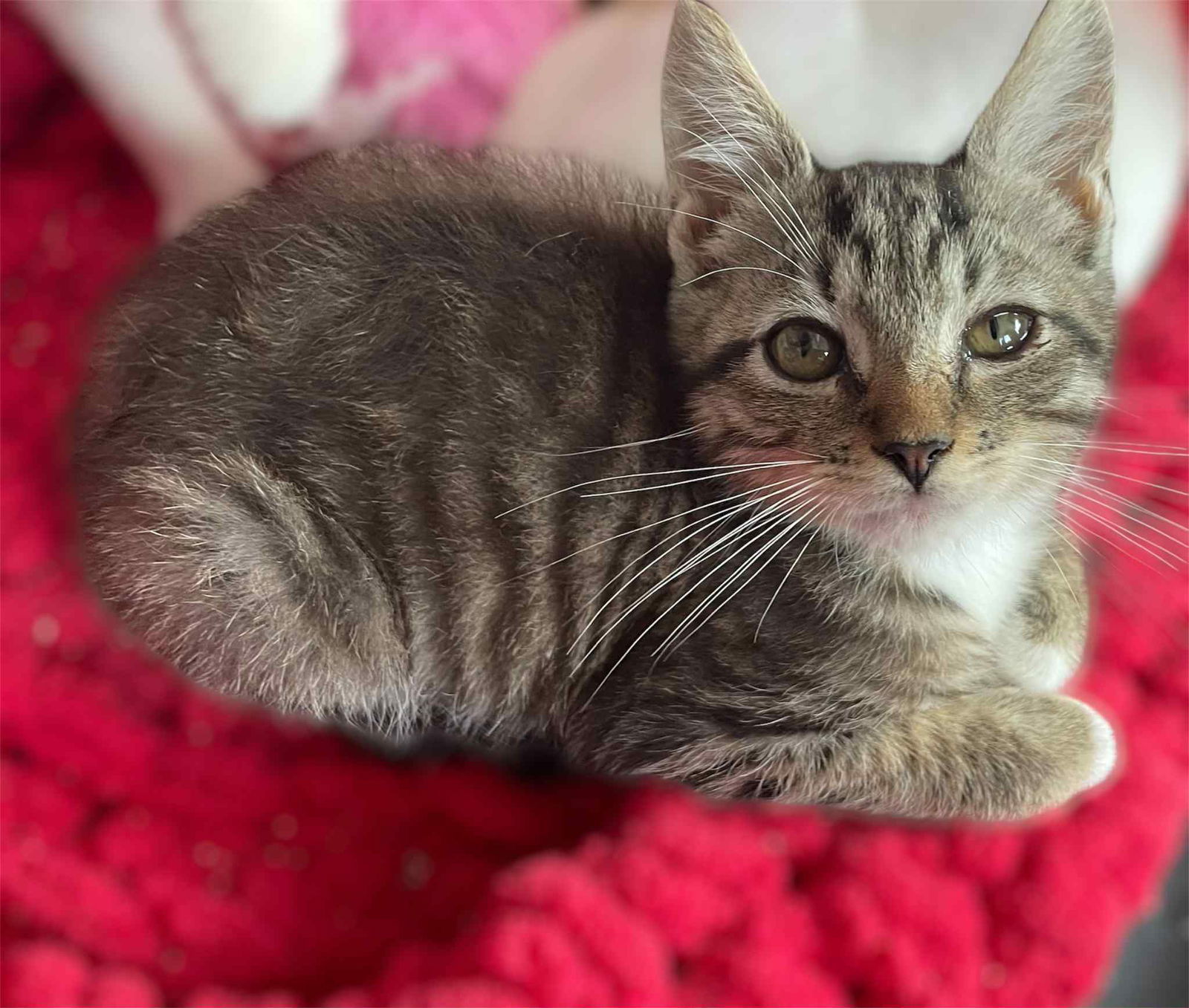 Tater Tot (foster kitten)
