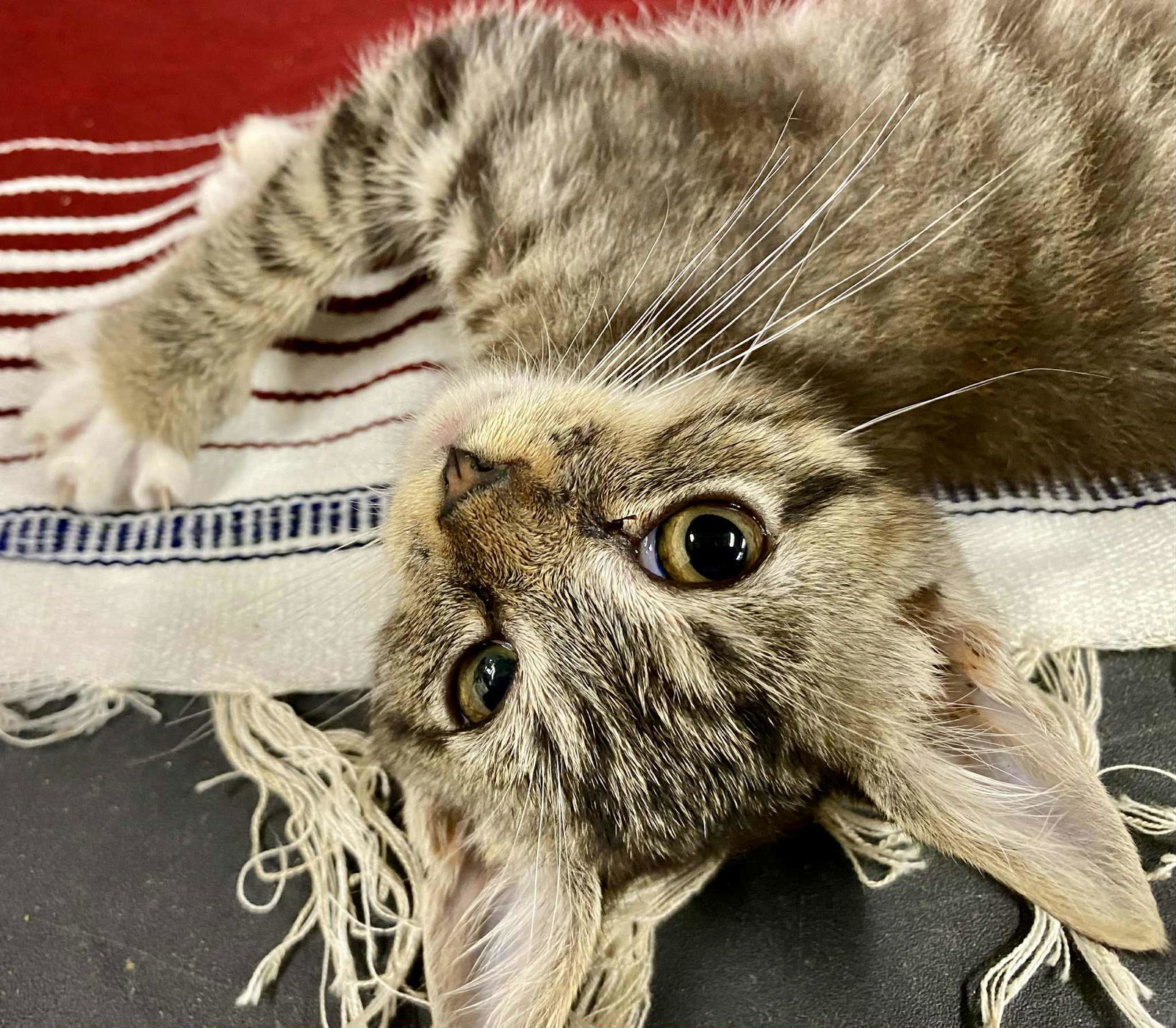 Tater Tot (foster kitten)