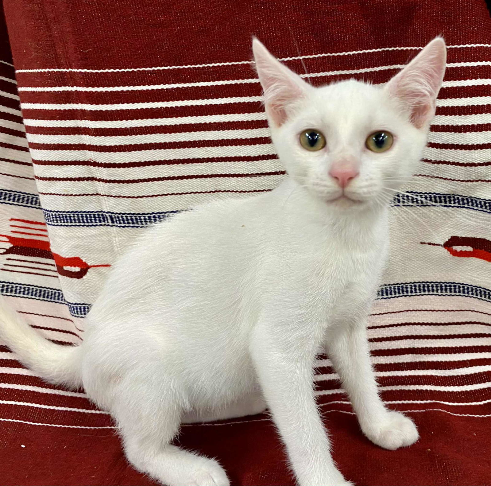 Larry (foster kitten)
