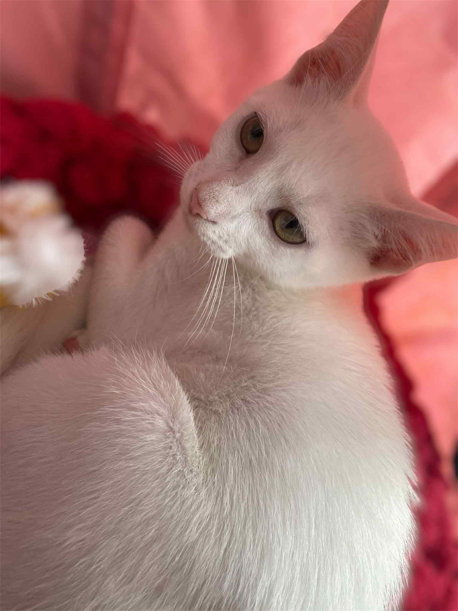 Larry (foster kitten)