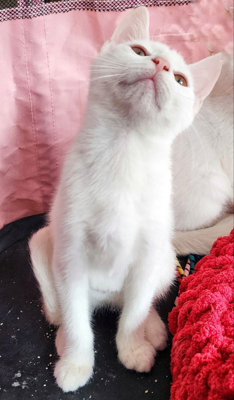 Larry (foster kitten)