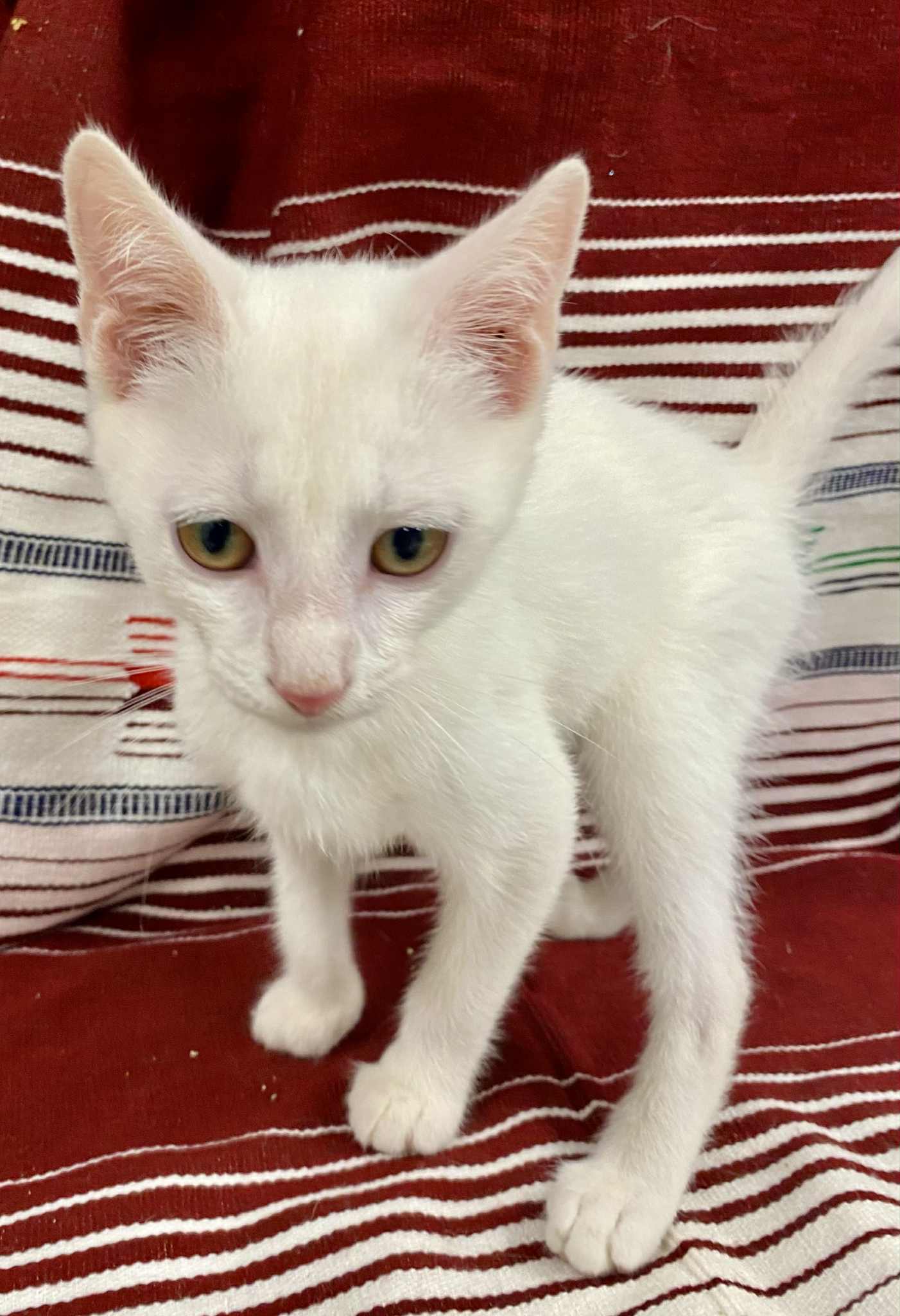 Curly (foster kitten)