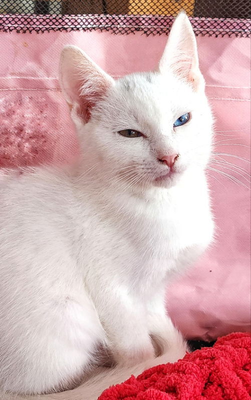 Curly (foster kitten)