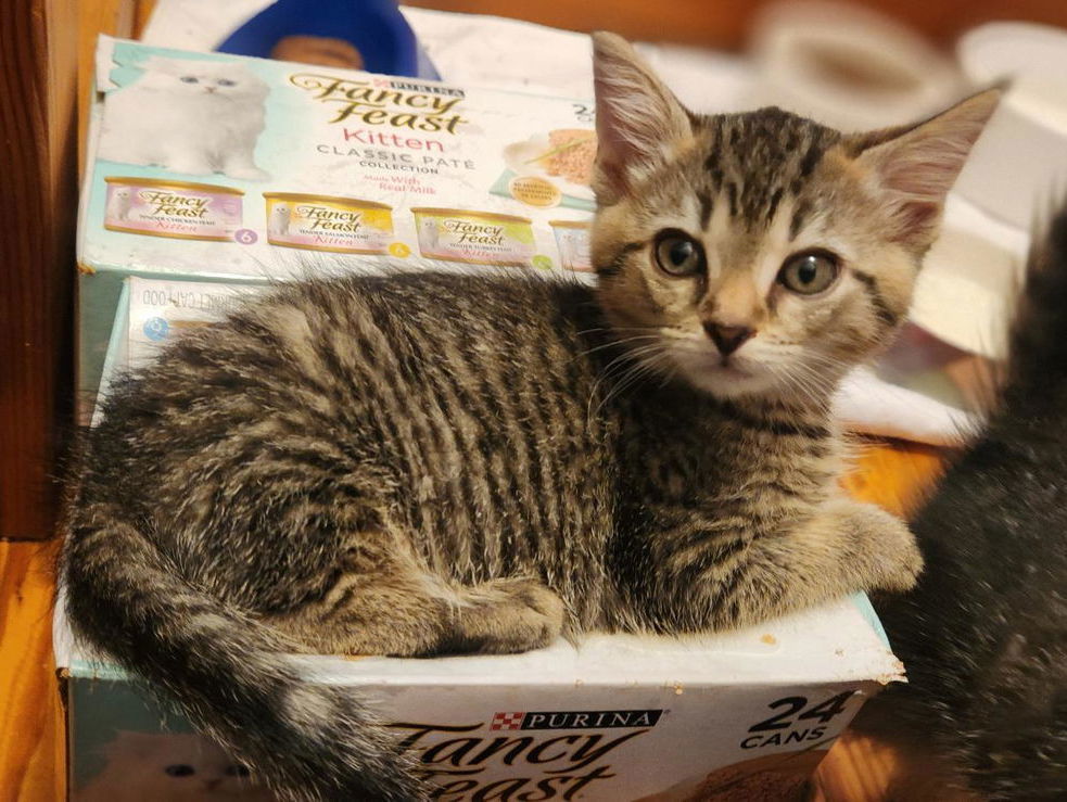 Cyan (foster kitten)