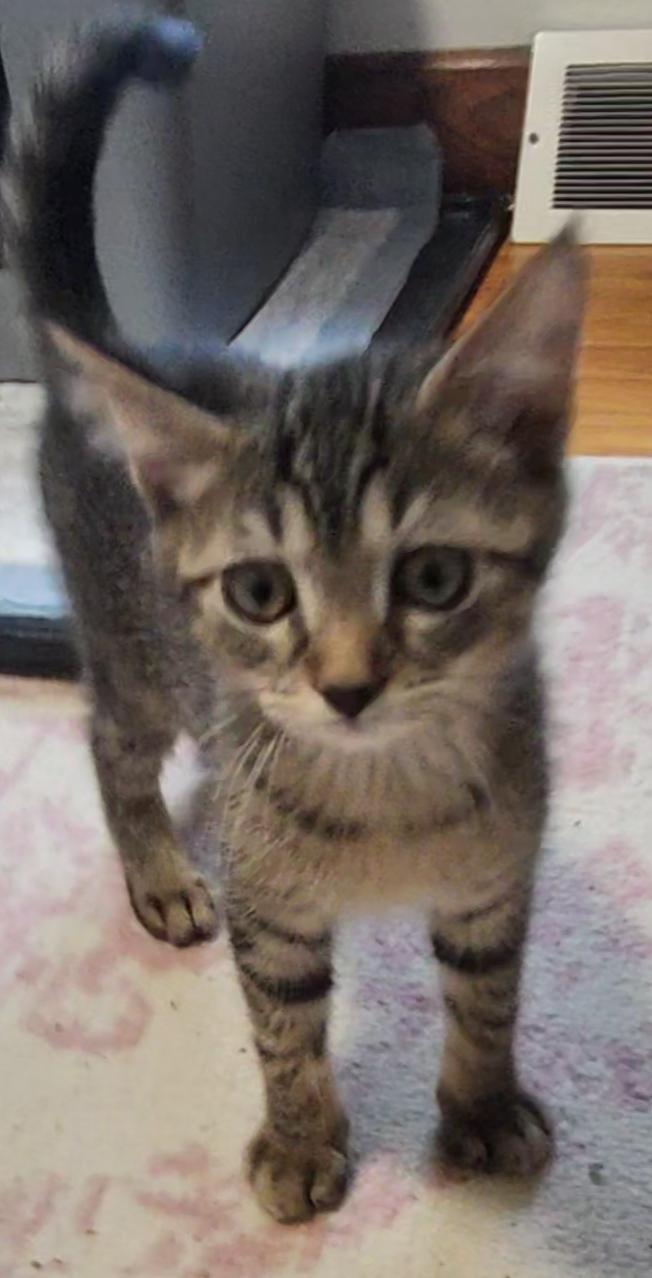 Cyan (foster kitten)