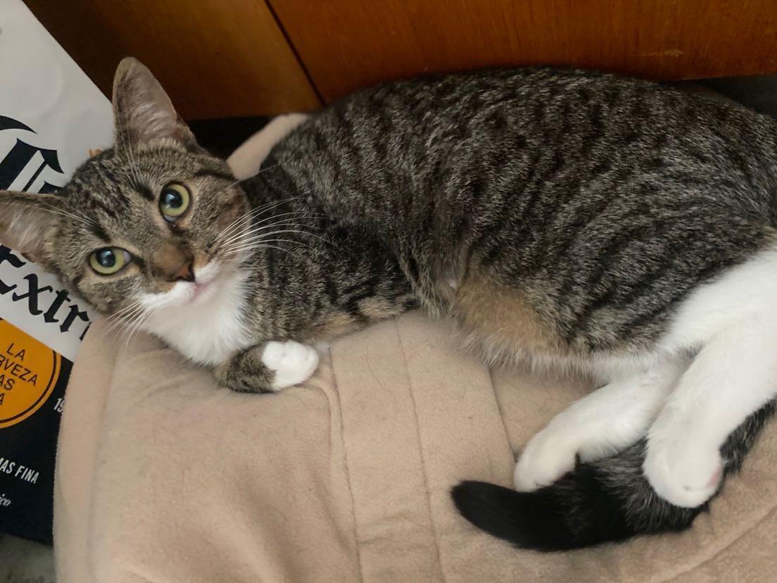 Hoppy (foster cat)
