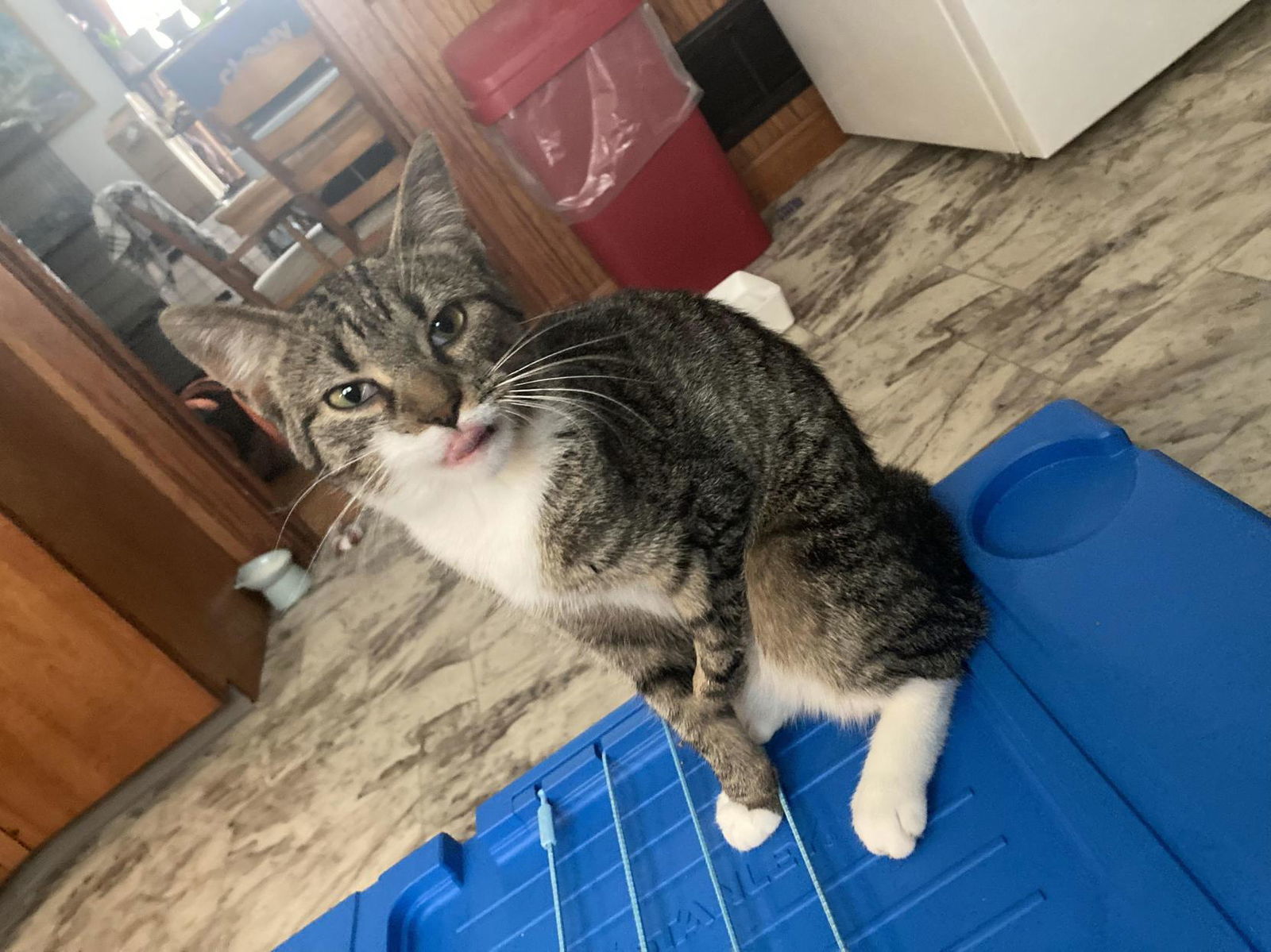 Hoppy (foster cat)