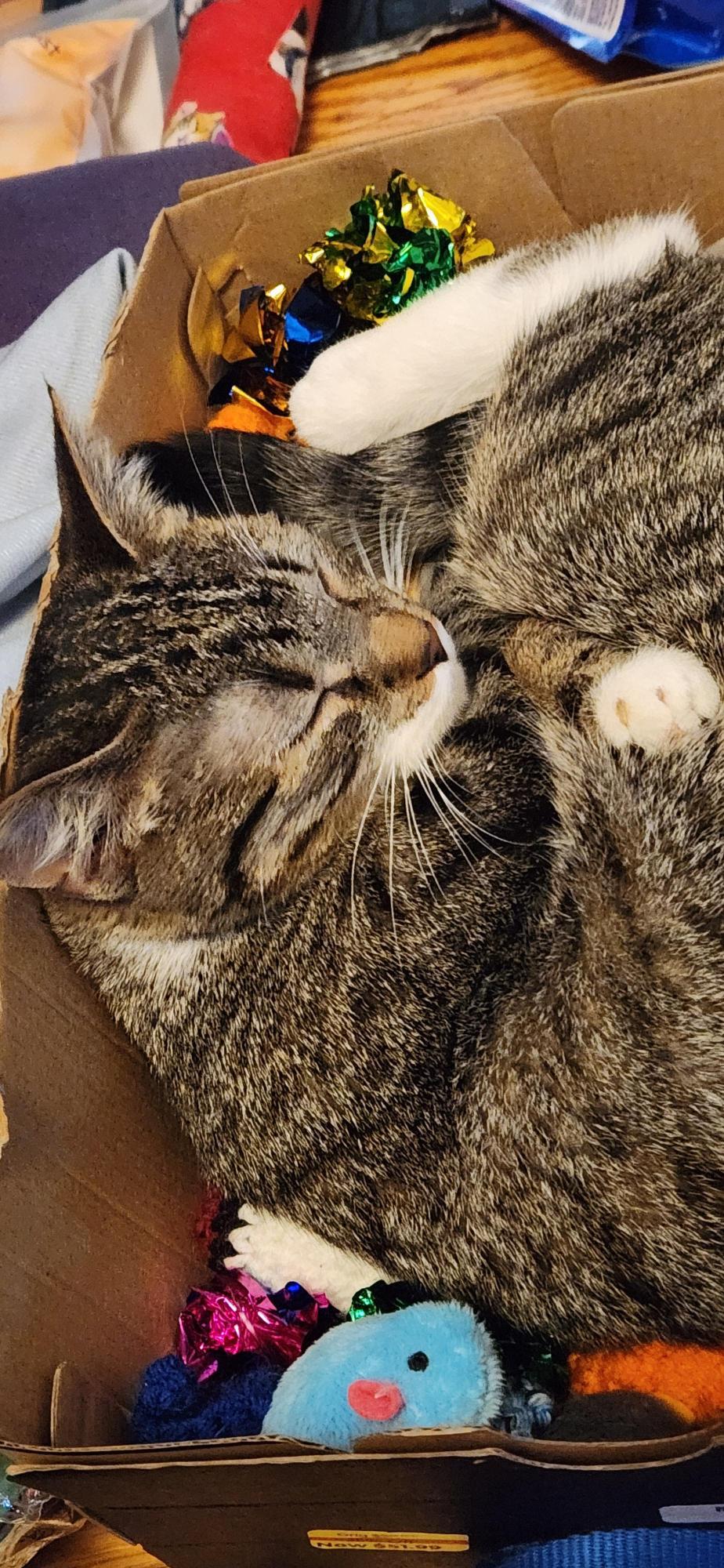 Hoppy (foster cat)