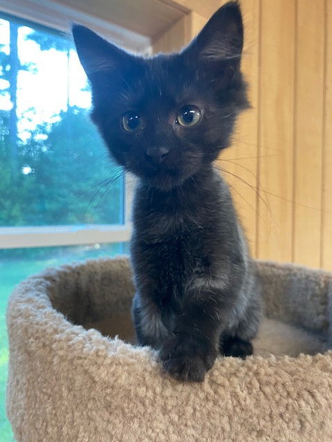 Asher (foster kitten)