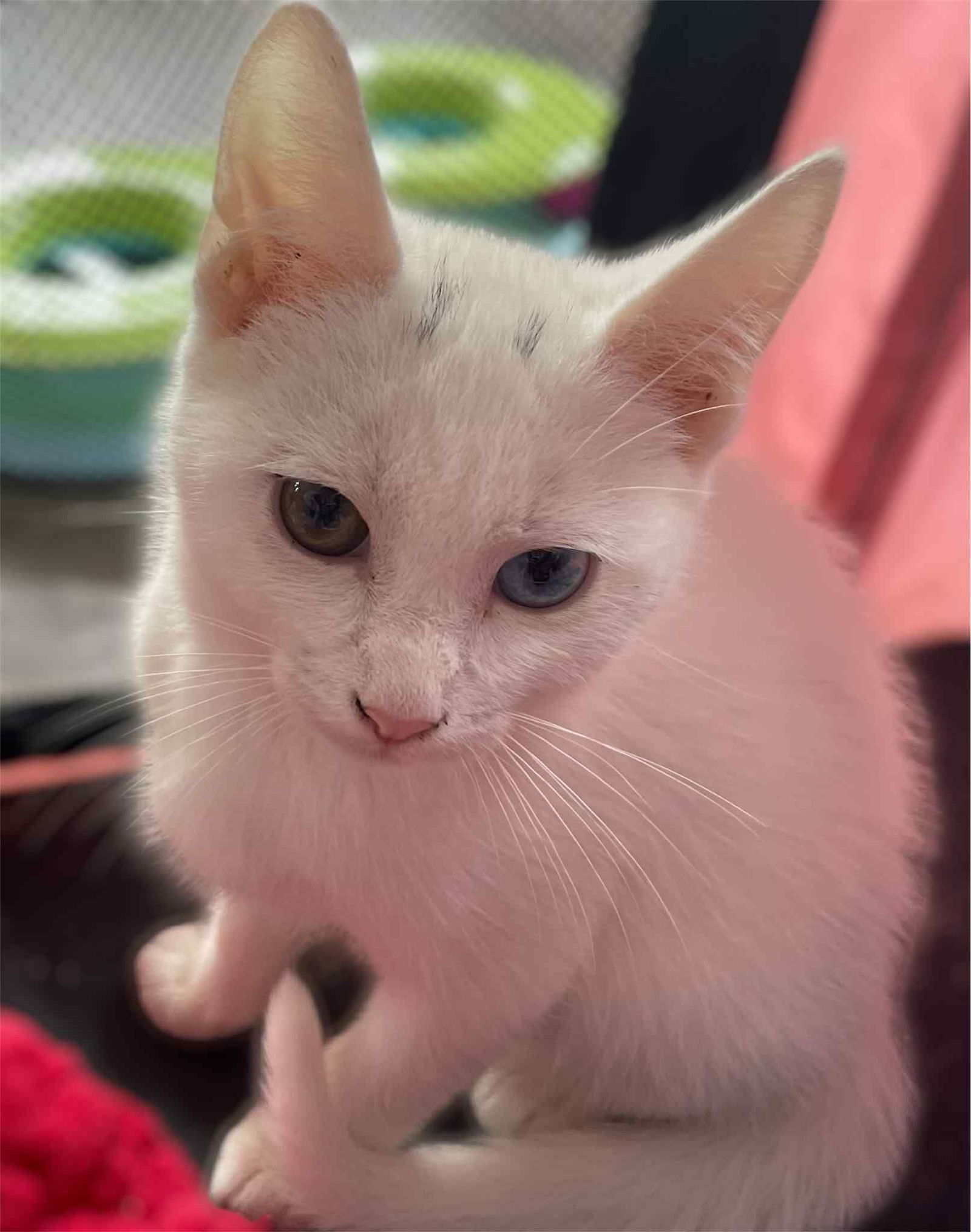 Mo (foster kitten)
