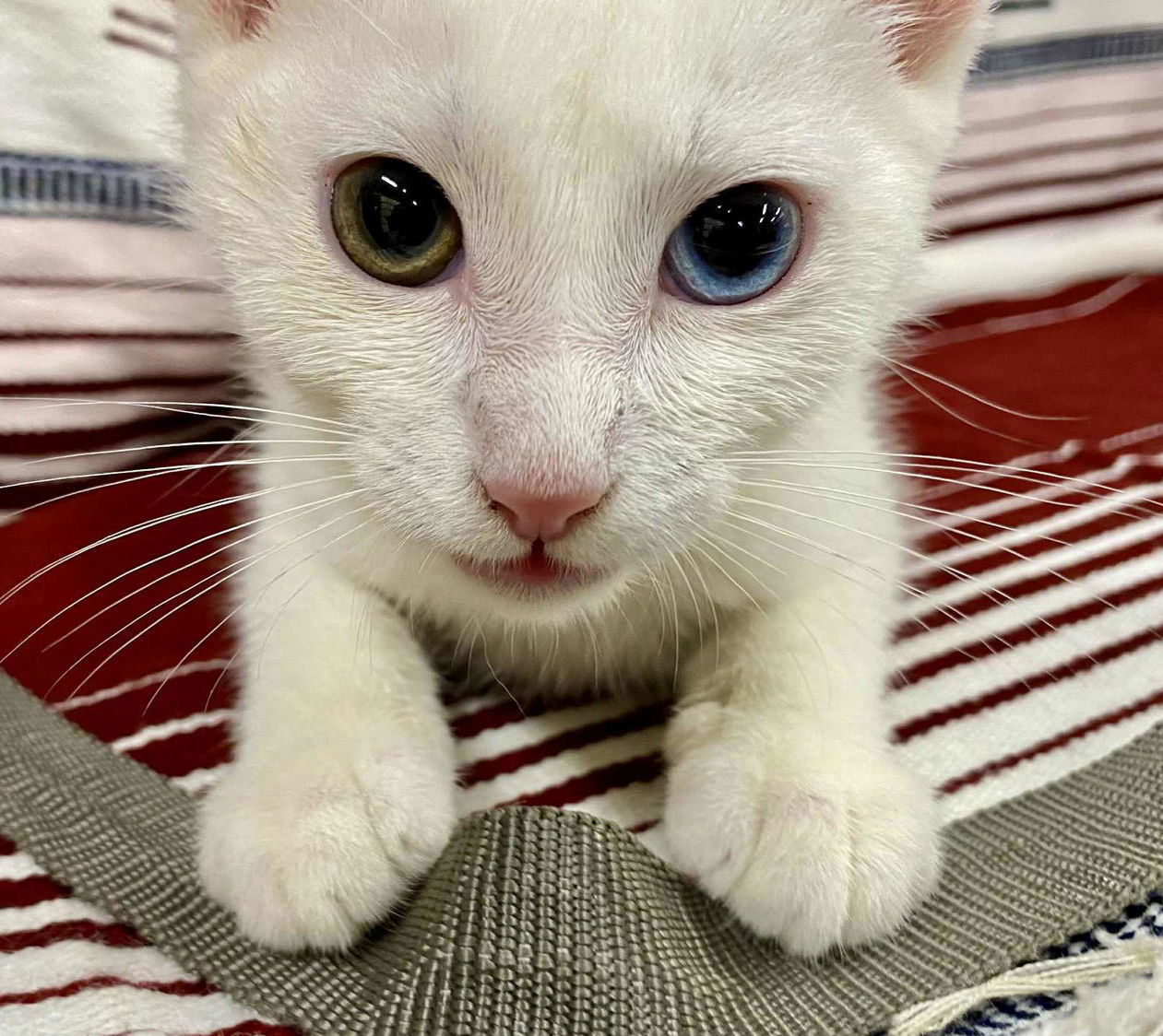 Mo (foster kitten)