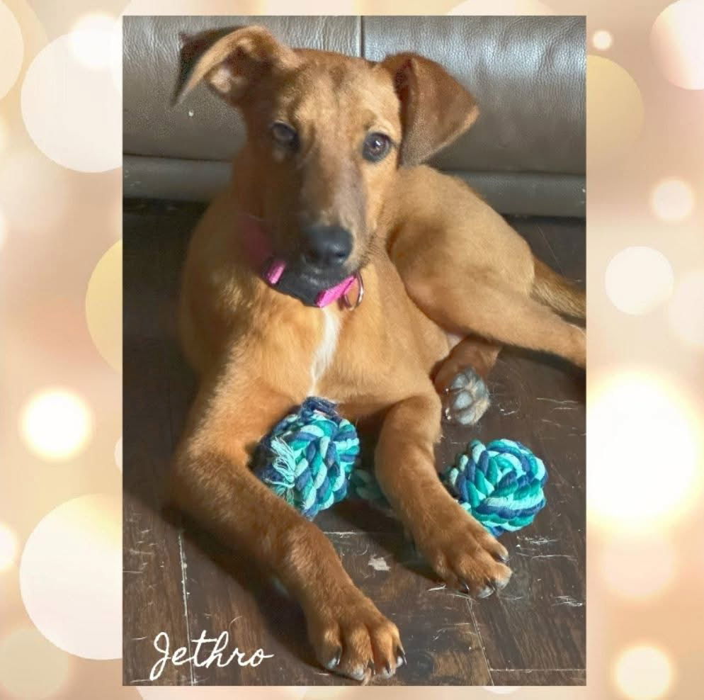 Jethro, an adoptable Hound in Duluth, MN, 55807 | Photo Image 1