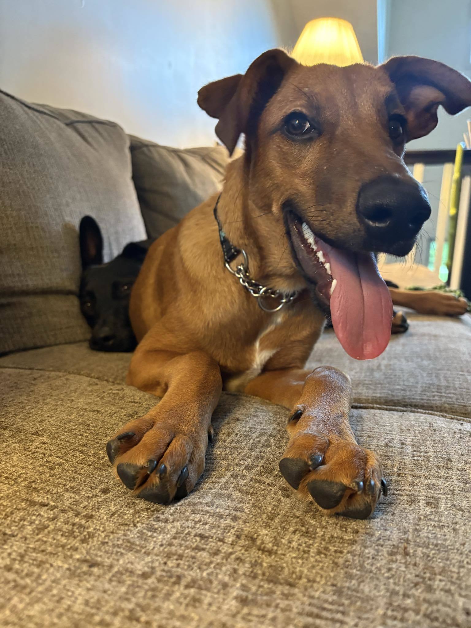 Jethro, an adoptable Hound in Duluth, MN, 55807 | Photo Image 2