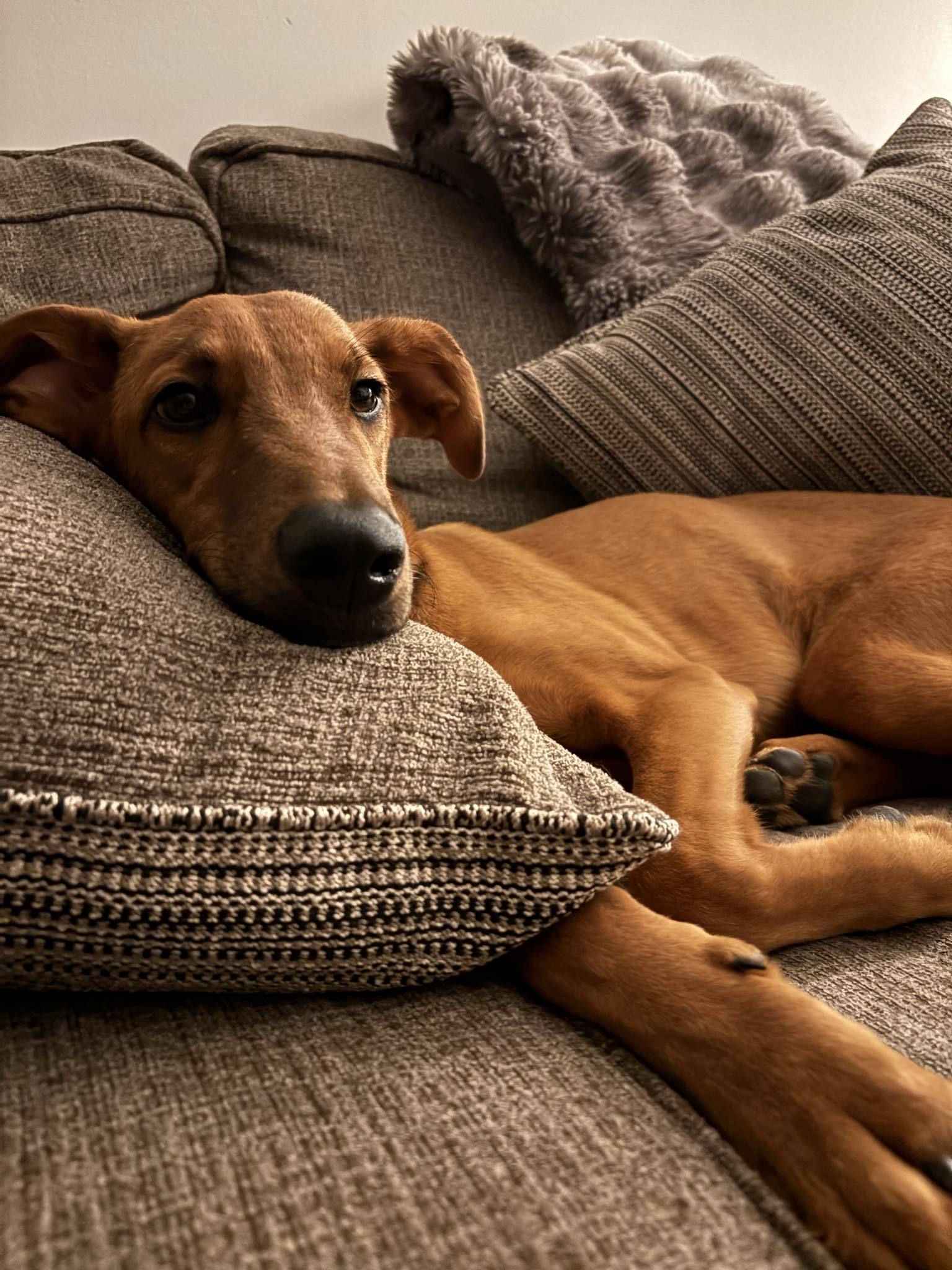 Jethro, an adoptable Hound in Duluth, MN, 55807 | Photo Image 3