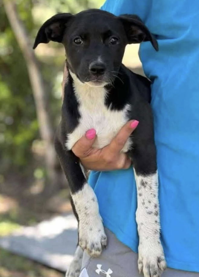Boots, an adoptable Border Collie in Duluth, MN, 55807 | Photo Image 1
