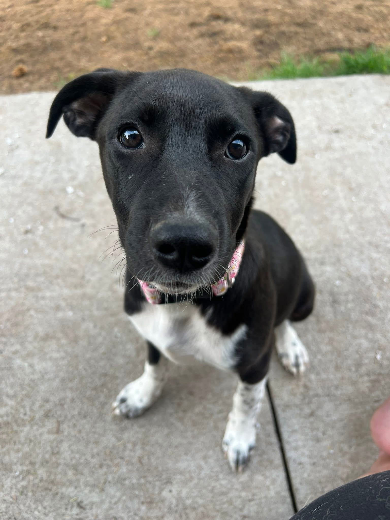 Boots, an adoptable Border Collie in Duluth, MN, 55807 | Photo Image 2
