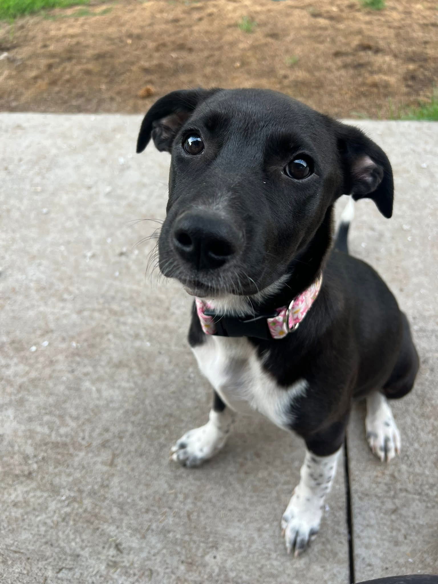 Boots, an adoptable Border Collie in Duluth, MN, 55807 | Photo Image 3