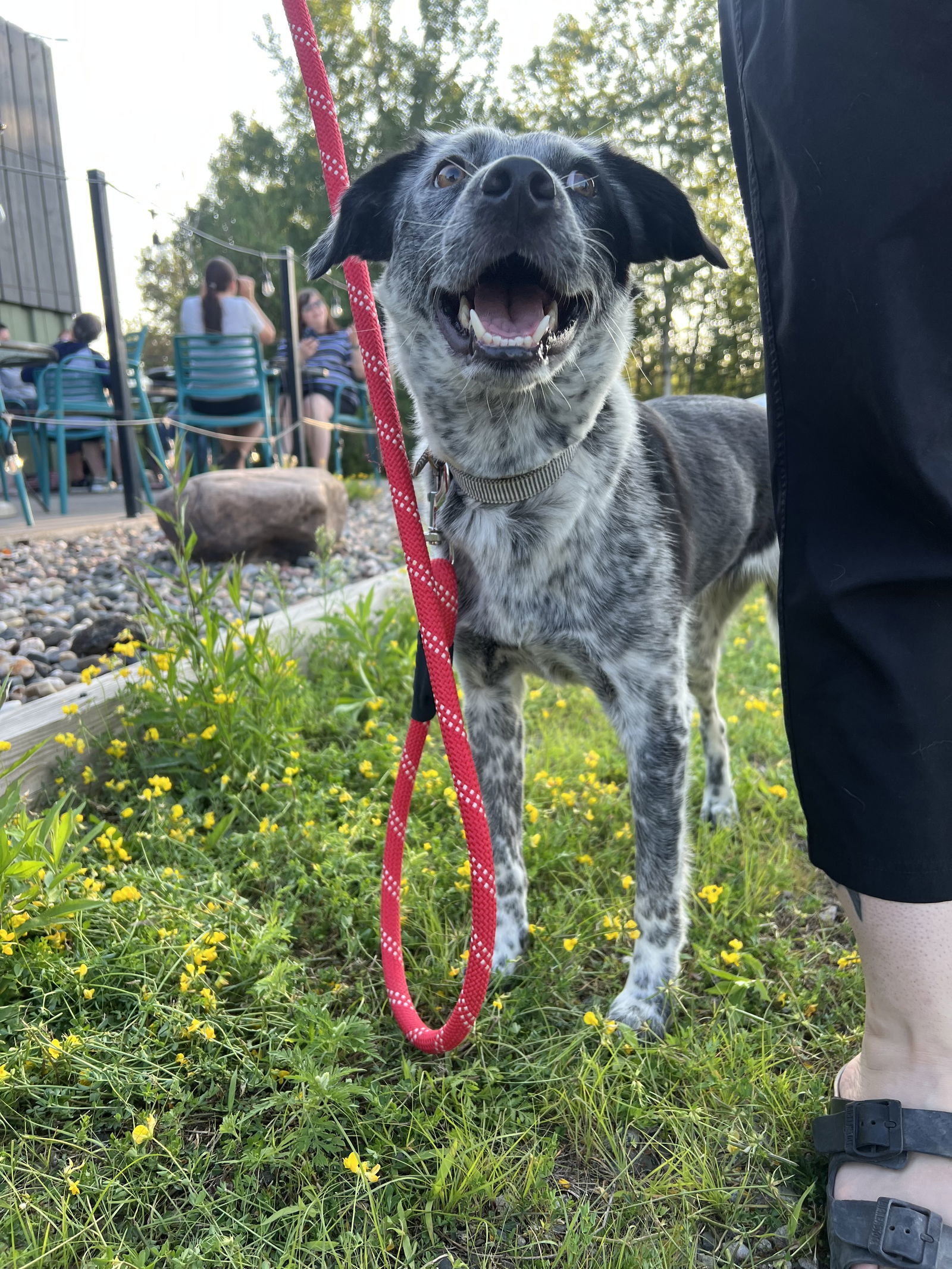 Masie, an adoptable Cattle Dog in Duluth, MN, 55807 | Photo Image 1