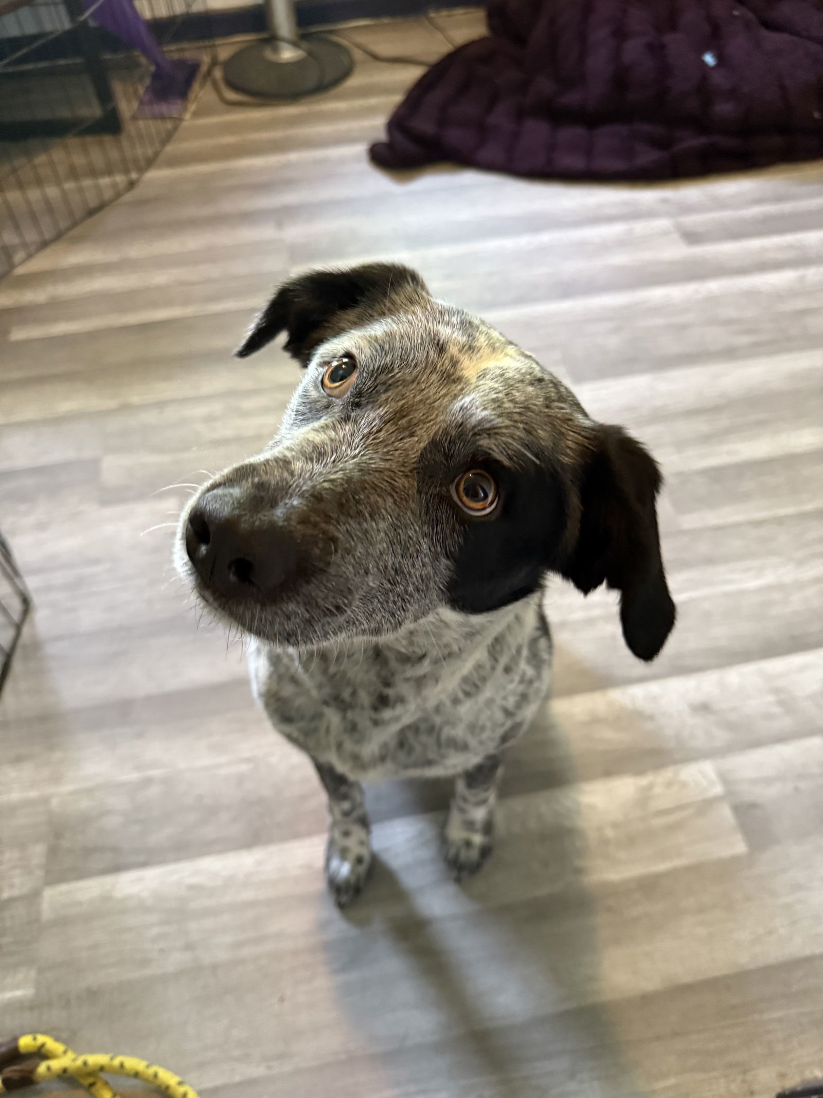 Masie, an adoptable Cattle Dog in Duluth, MN, 55807 | Photo Image 2