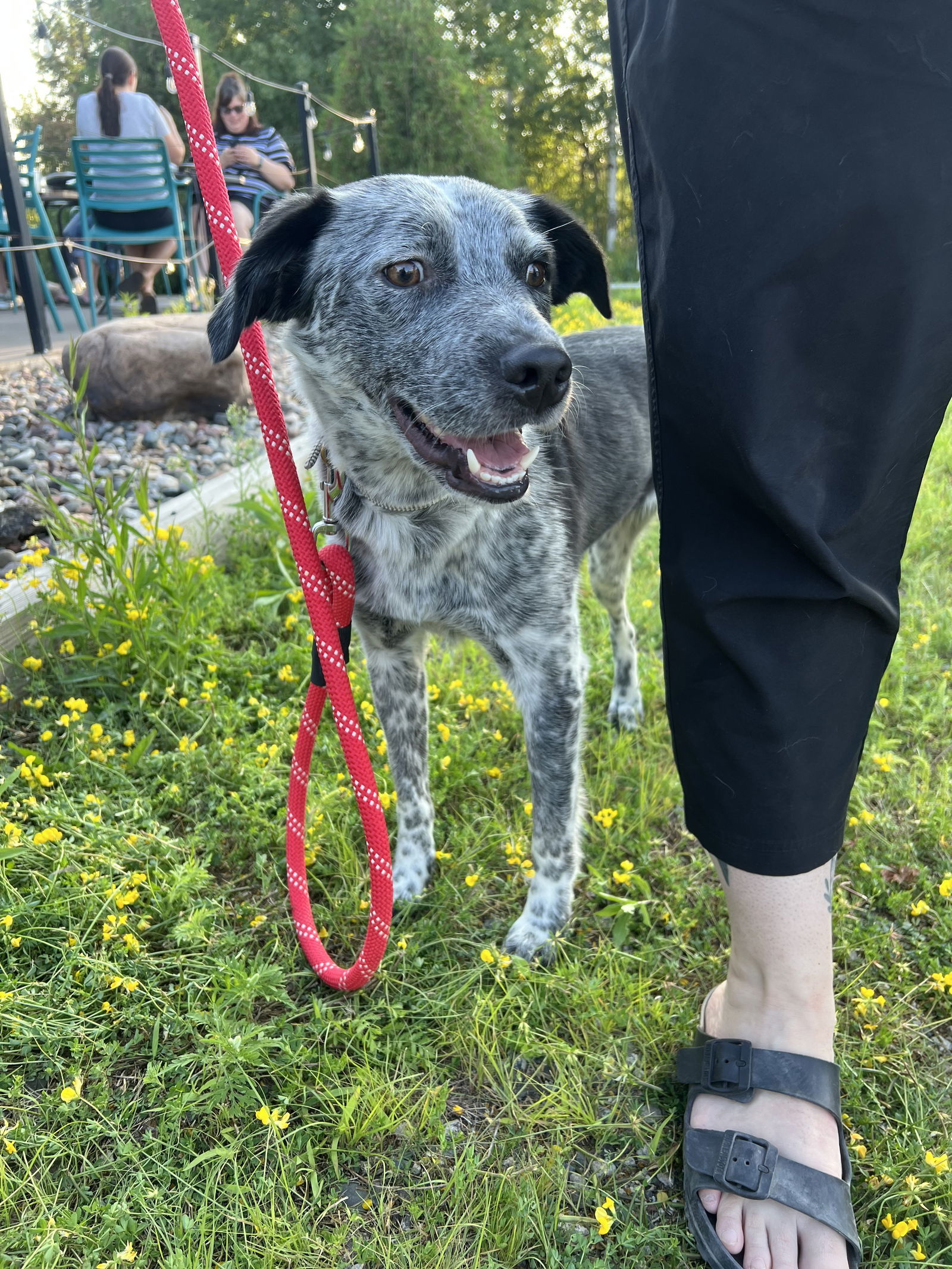 Masie, an adoptable Cattle Dog in Duluth, MN, 55807 | Photo Image 3
