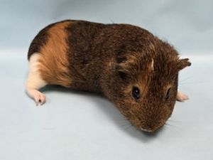 Reese, Adult Male unknown