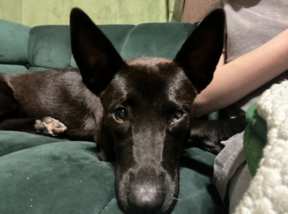 Maeby