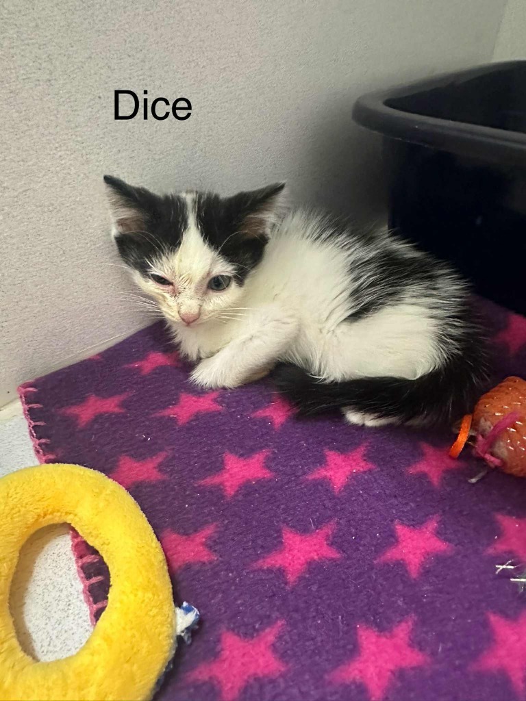 Dice