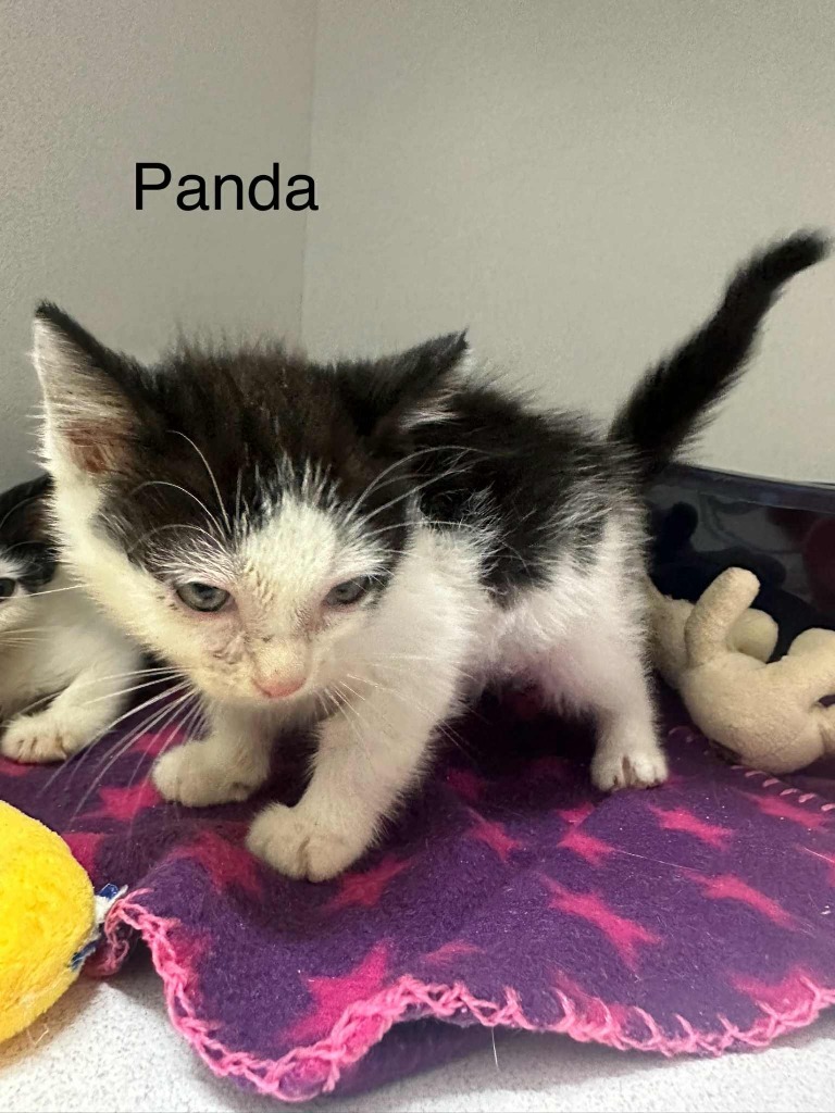panda
