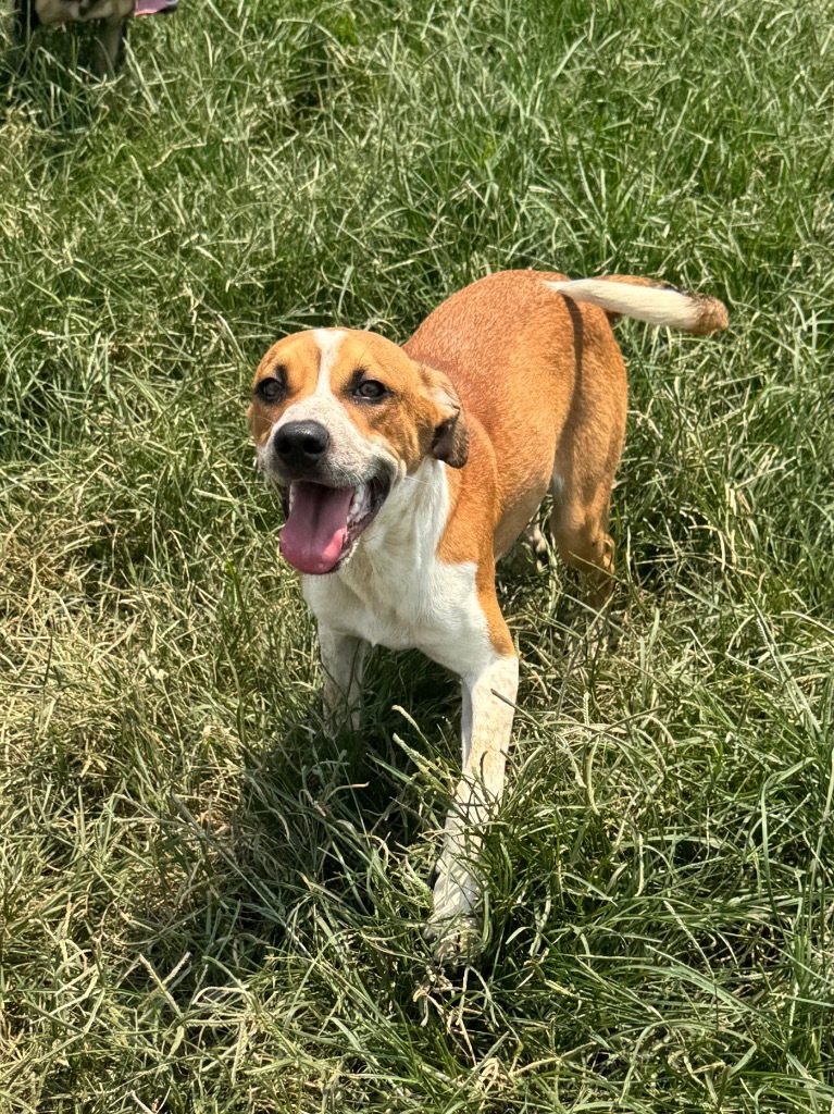 Archie