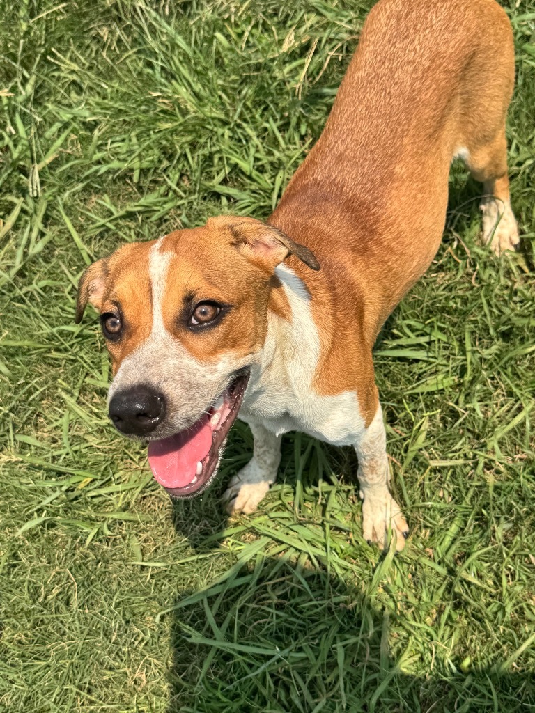 Archie