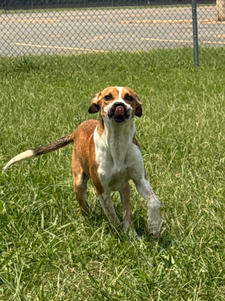 Archie