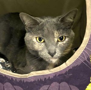 47591 - Missy