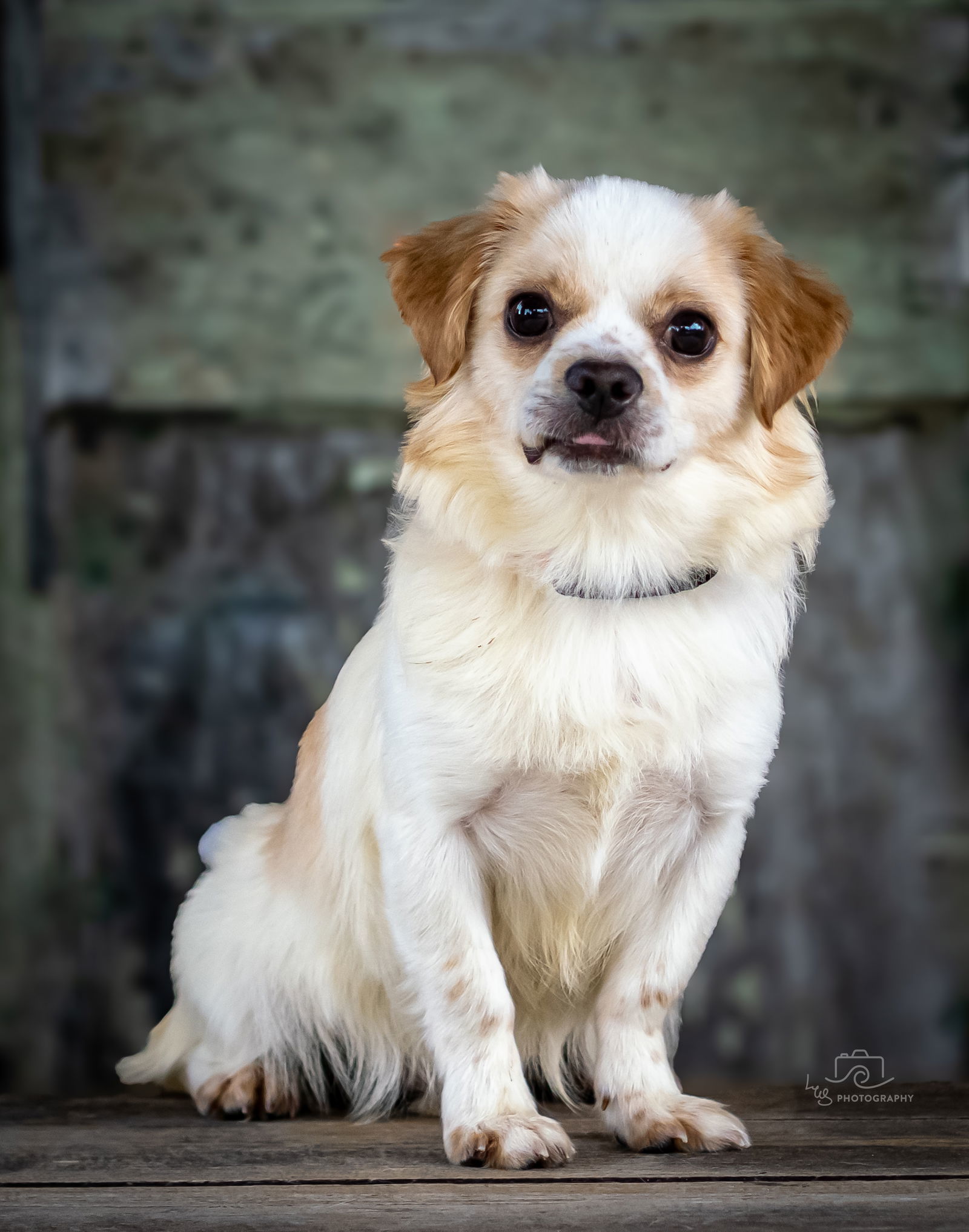 PEEK-A-BOO MILLER, an adoptable Chihuahua, Pekingese in Franklin, TN, 37069 | Photo Image 1