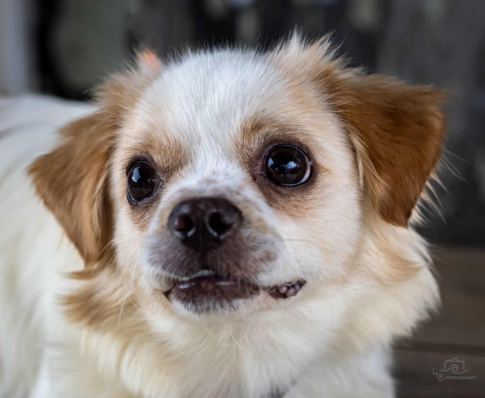 PEEK-A-BOO MILLER, an adoptable Chihuahua, Pekingese in Franklin, TN, 37069 | Photo Image 2