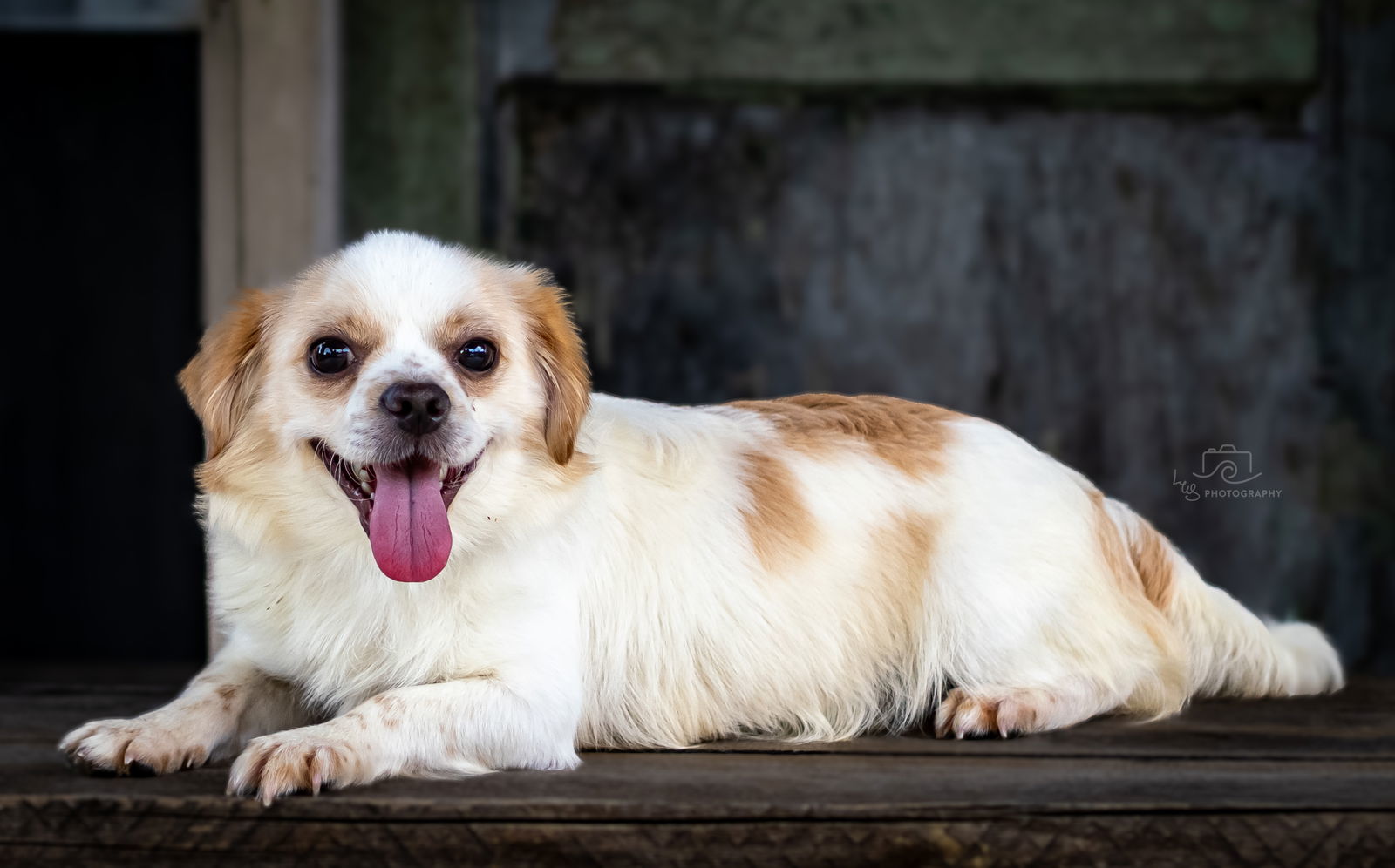 PEEK-A-BOO MILLER, an adoptable Chihuahua, Pekingese in Franklin, TN, 37069 | Photo Image 3