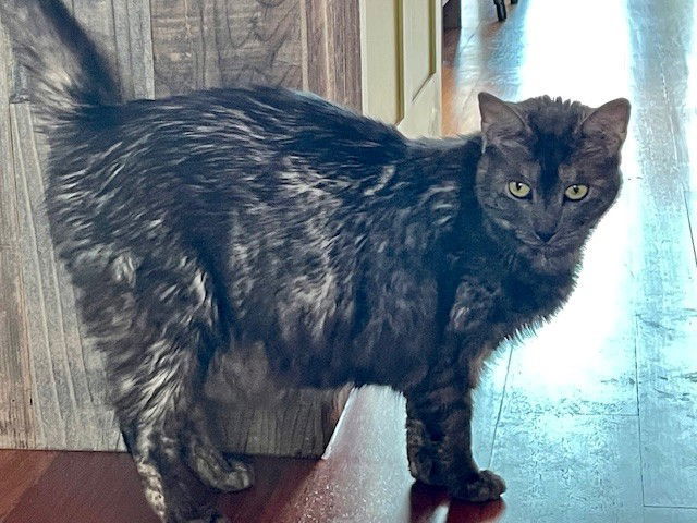 Agnes, an adoptable Domestic Long Hair in Evergreen, CO, 80437 | Photo Image 1